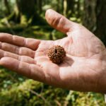 1 Mukhi Rudraksha | Original Certified for Traditional Use - Image 2