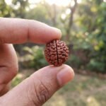 2 Mukhi Rudraksha 100% Natural Rudraksha - Image 2