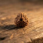 Certified Genuine Six Face 3 Mukhi Rudraksha - Image 3