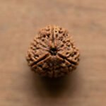 Certified Genuine Six Face 3 Mukhi Rudraksha - Image 2