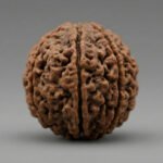 Certified Genuine Six Face 3 Mukhi Rudraksha