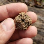 4 Mukhi Rudraksha Nepali Prayer Beads 4 Face - Image 2