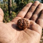 Buy Original 5 Mukhi Rudraksha - Image 3