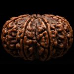 Buy Original 5 Mukhi Rudraksha