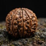 10 Mukhi Rudraksha