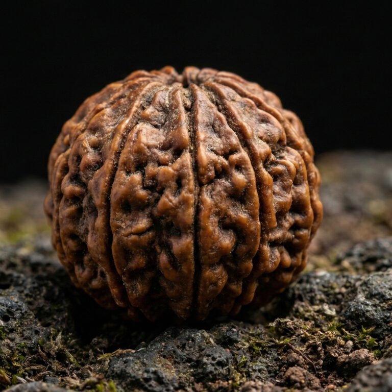 10 Mukhi Rudraksha