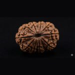 11 Mukhi Rudraksha