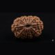 11 Mukhi Rudraksha