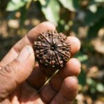11 Mukhi Rudraksha
