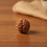 6 Mukhi Rudraksha
