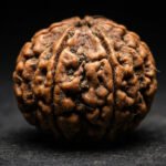 6 Mukhi Rudraksha | Best Original 6 Mukhi Rudraksha