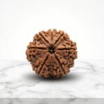 7 Mukhi Rudraksha