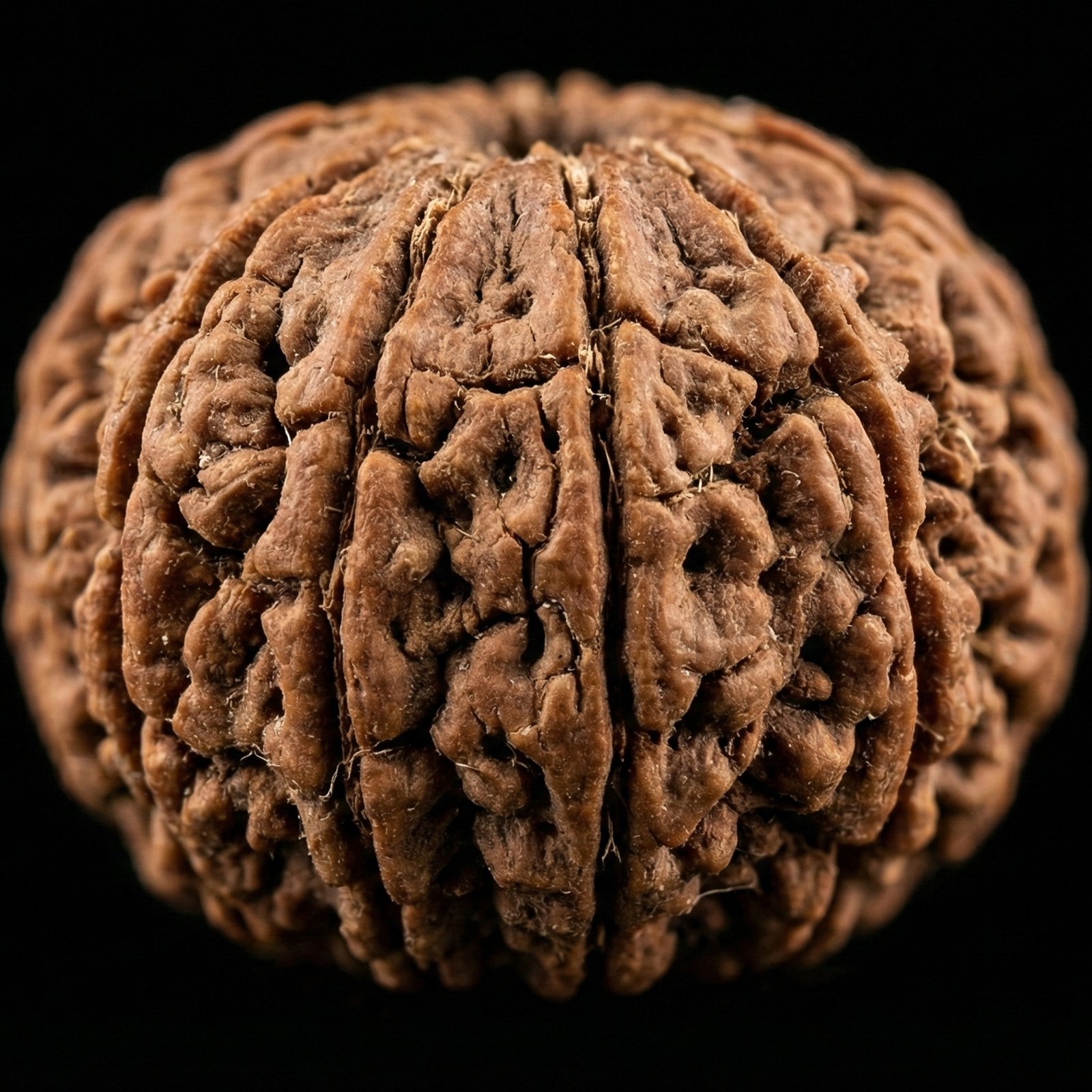 7 Mukhi Rudraksha (2) 7 Mukhi Rudraksha