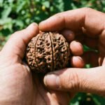 7 Mukhi Rudraksha