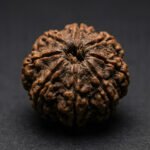 8 Mukhi Rudraksha