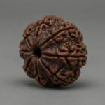 8 Mukhi Rudraksha