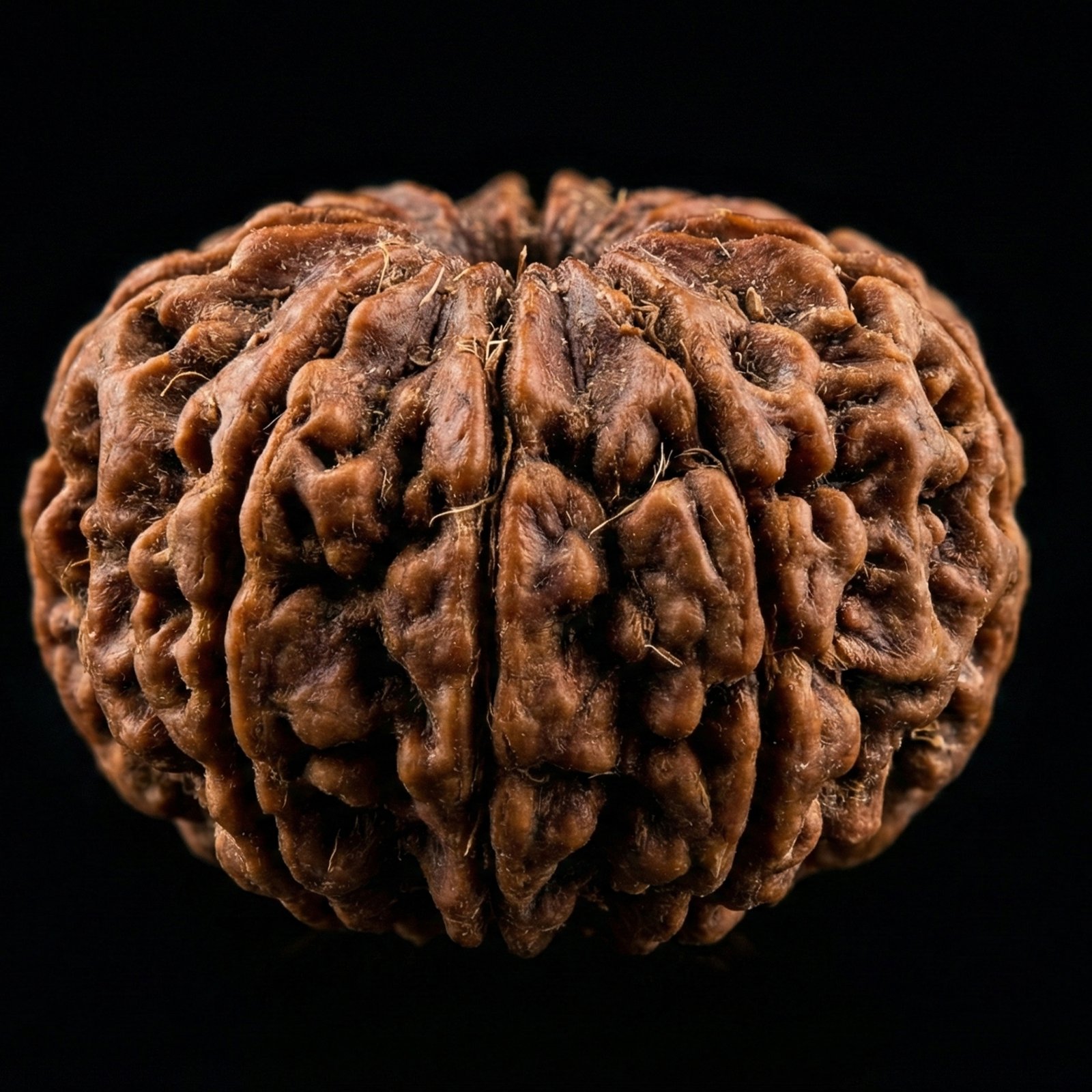 9 Mukhi Rudraksha (1) 9 Mukhi Rudraksha