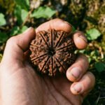 9 Mukhi Rudraksha