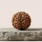 9 Mukhi Rudraksha